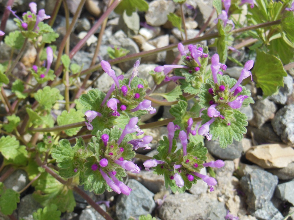 Image of Lamium amplexicaule specimen.