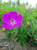 Смотреть изображение Geranium sanguineum