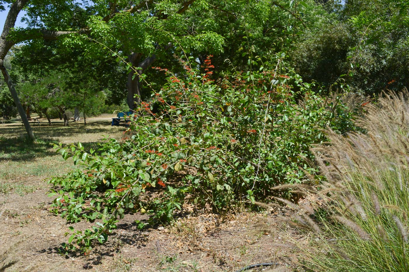 Image of Combretum microphyllum specimen.