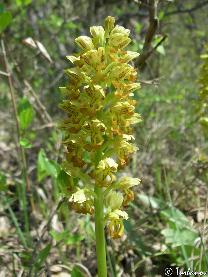 Image of Orchis punctulata specimen.