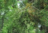 Juniperus foetidissima. Верхушка ветви с шишкоягодами. Краснодарский край, Абинский р-н, гора Папай, вершина Зап. Папай. 10.07.2016.