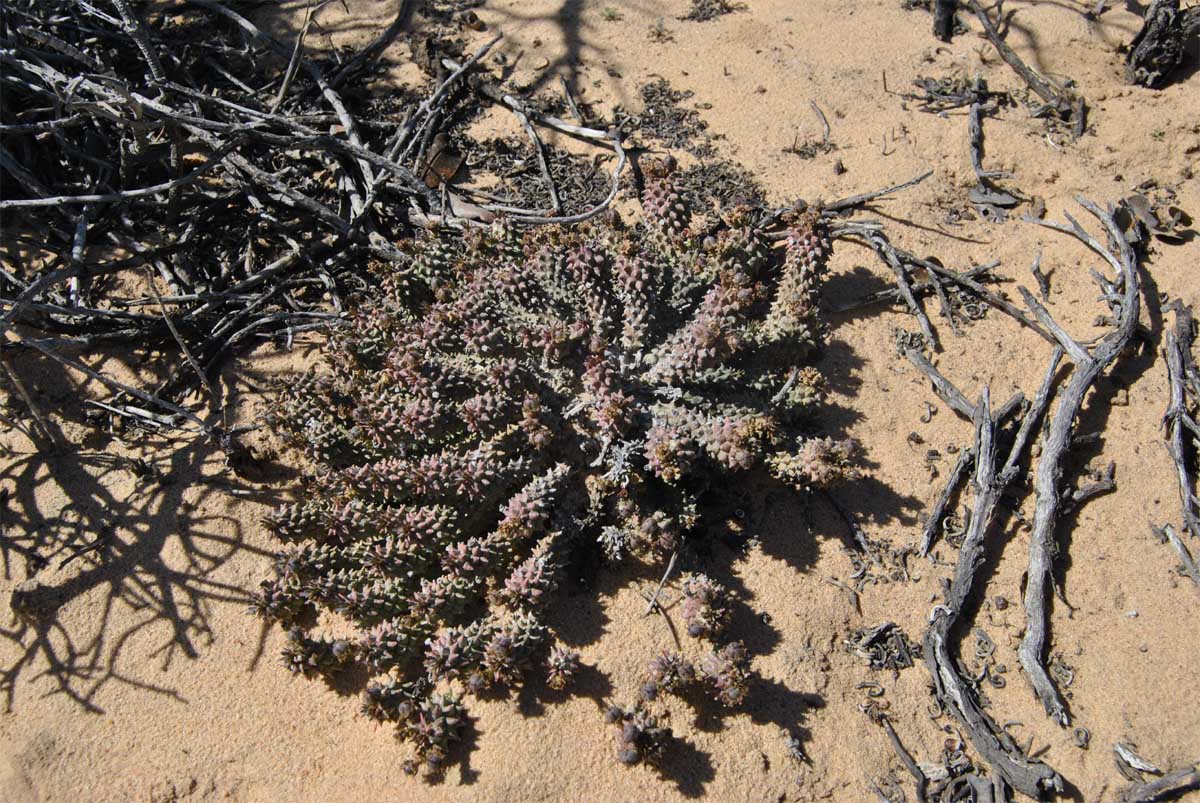 Изображение особи Euphorbia caput-medusae.