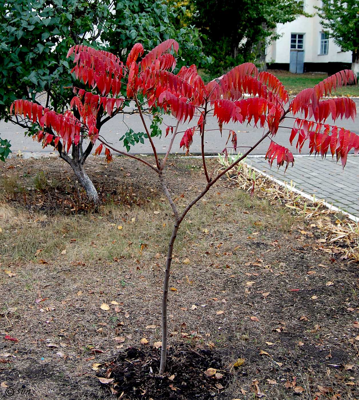 Image of Rhus typhina specimen.