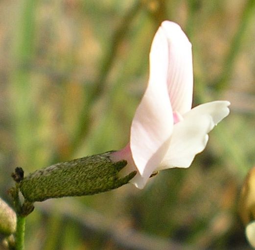 Изображение особи Astragalus ucrainicus.