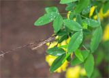 Laburnum anagyroides. Верхушка веточки с прошлогодним плодом. Грузия, Кахетия, с. Цинандали, парк усадьбы А. Чавчавадзе. 03.05.2017.