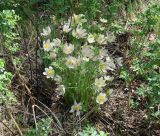 Pulsatilla orientali-sibirica. Цветущие растения. Иркутская обл., Шелеховский р-н, окр. с. Введенщина, подножие утёса. 16.05.2017.