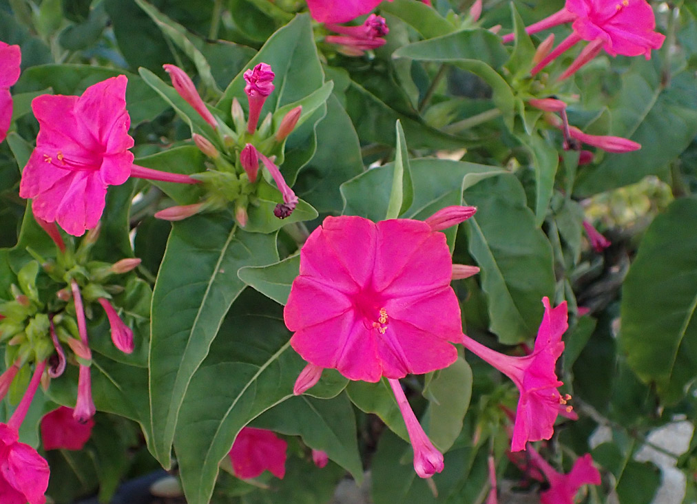 Изображение особи Mirabilis jalapa.