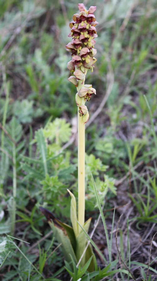 Image of Steveniella satyrioides specimen.