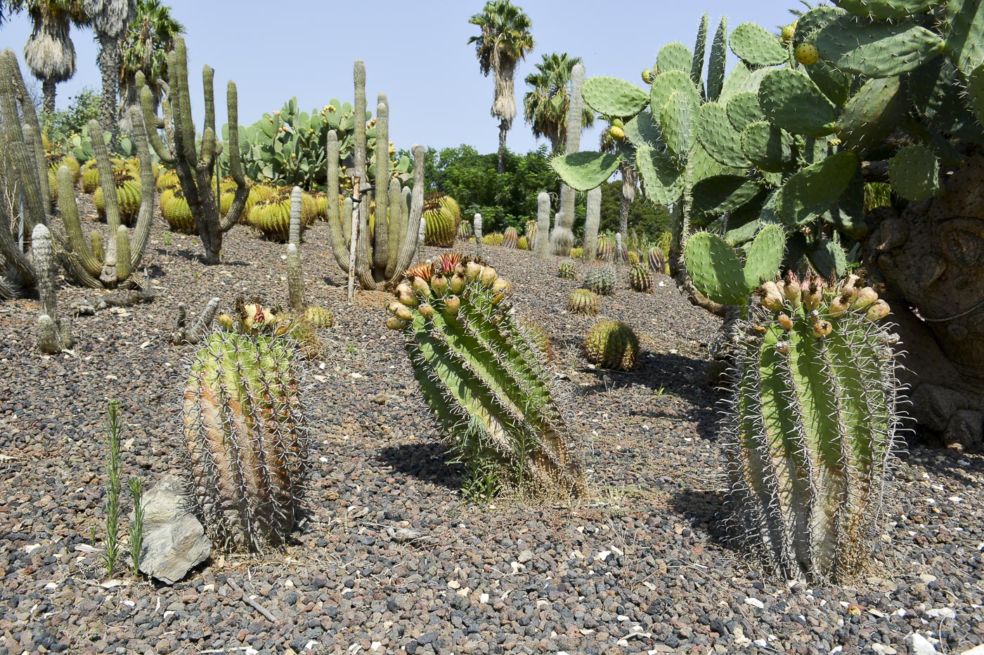 Image of Ferocactus wislizeni specimen.