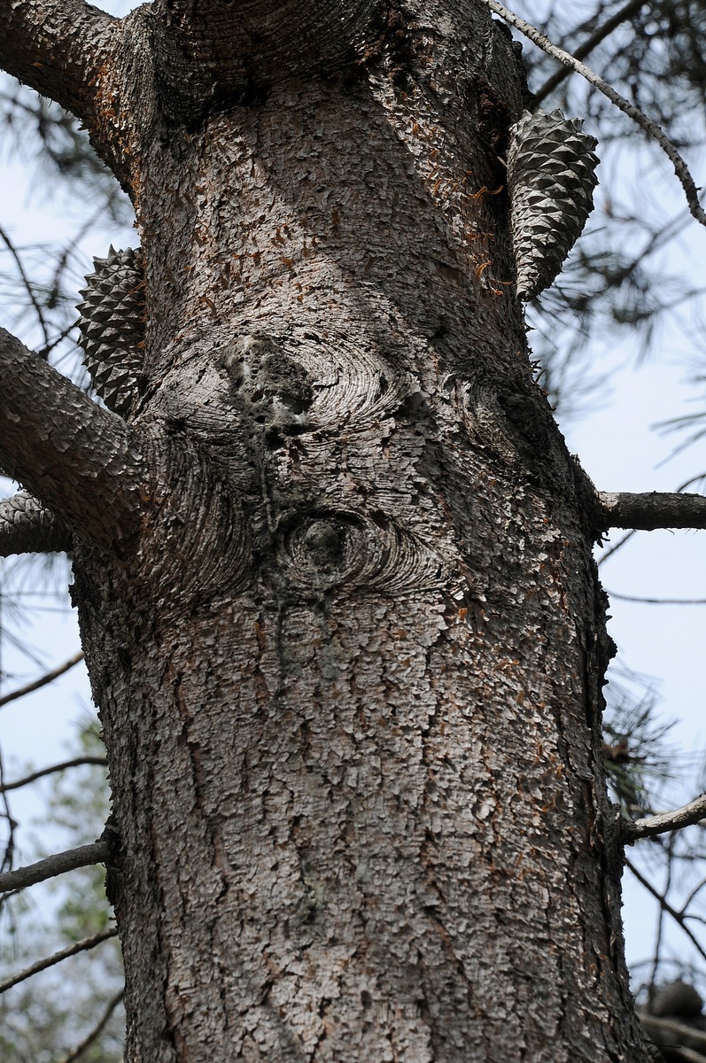 Image of Pinus attenuata specimen.