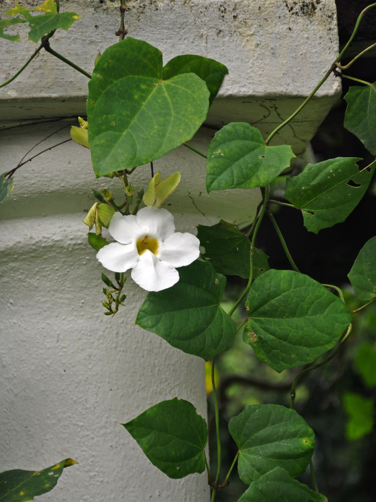 Image of Thunbergia grandiflora specimen.