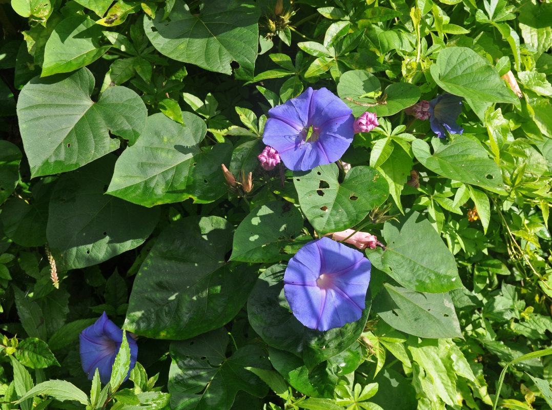 Image of Ipomoea purpurea specimen.