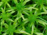 Sphagnum girgensohnii