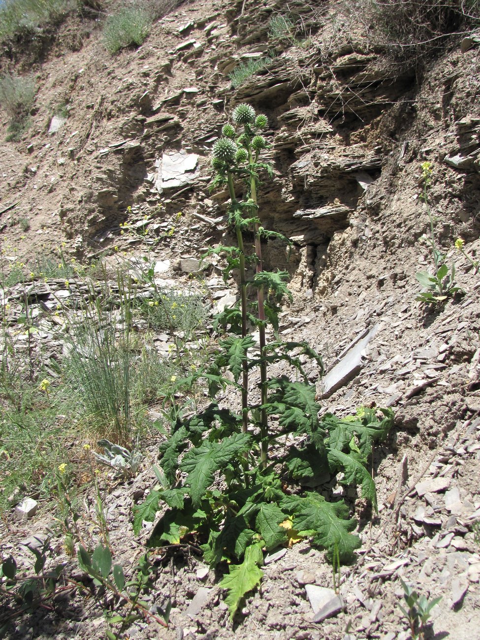 Изображение особи Echinops sphaerocephalus.