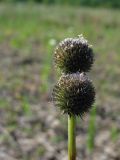 Globularia bisnagarica