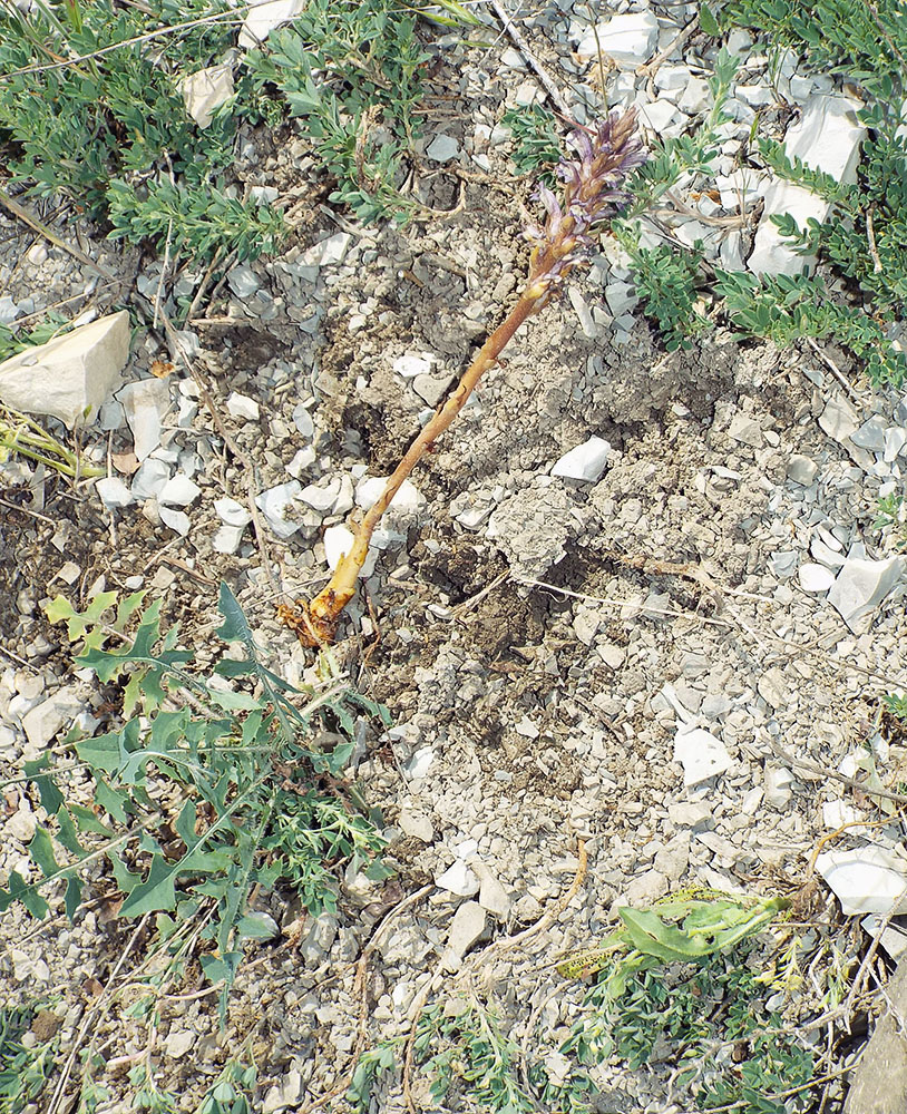 Image of Orobanche grenieri specimen.