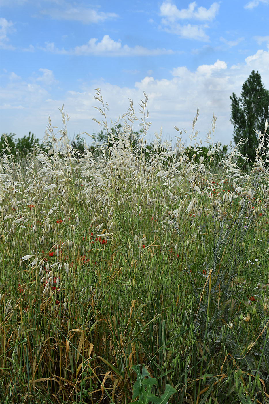 Image of Avena persica specimen.