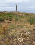 genus Eremurus