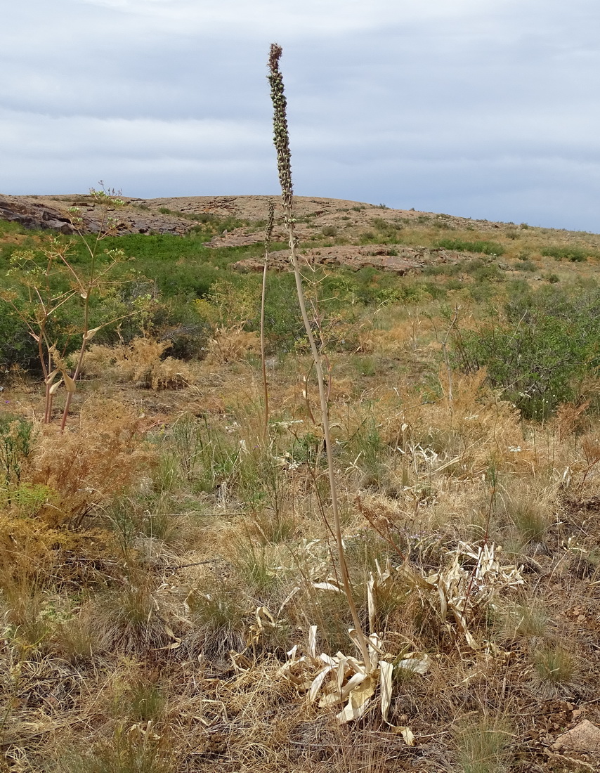 Изображение особи род Eremurus.