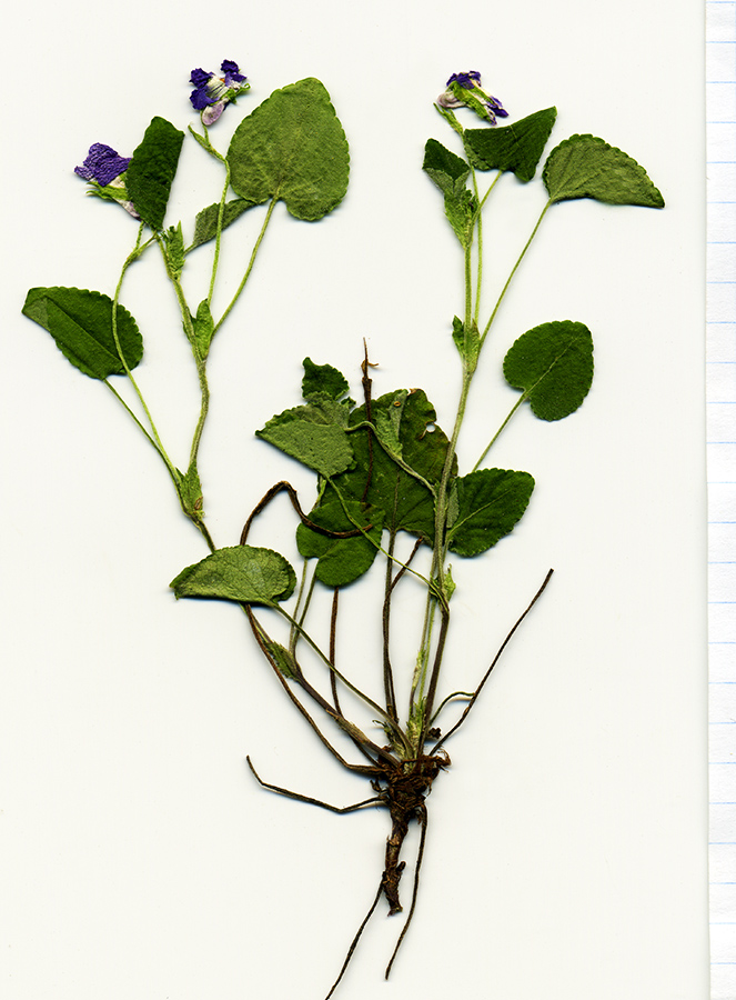 Image of Viola rupestris specimen.