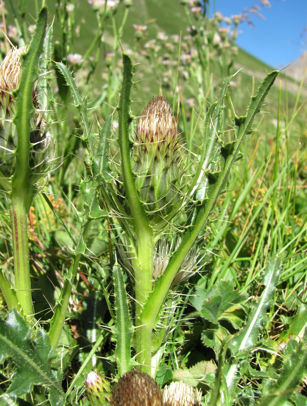 Изображение особи Cirsium rhizocephalum.