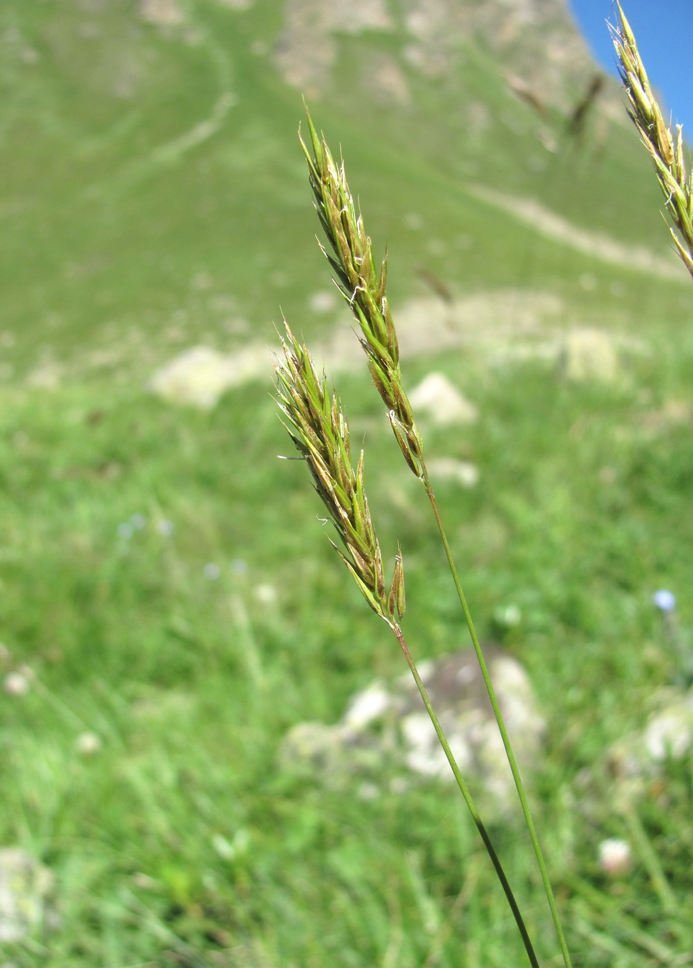 Image of Anthoxanthum alpinum specimen.