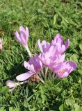 Colchicum autumnale