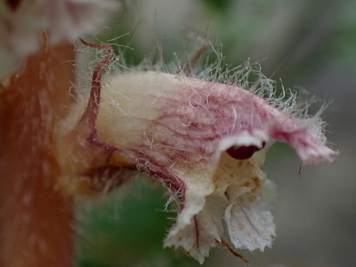 Image of Orobanche pubescens specimen.