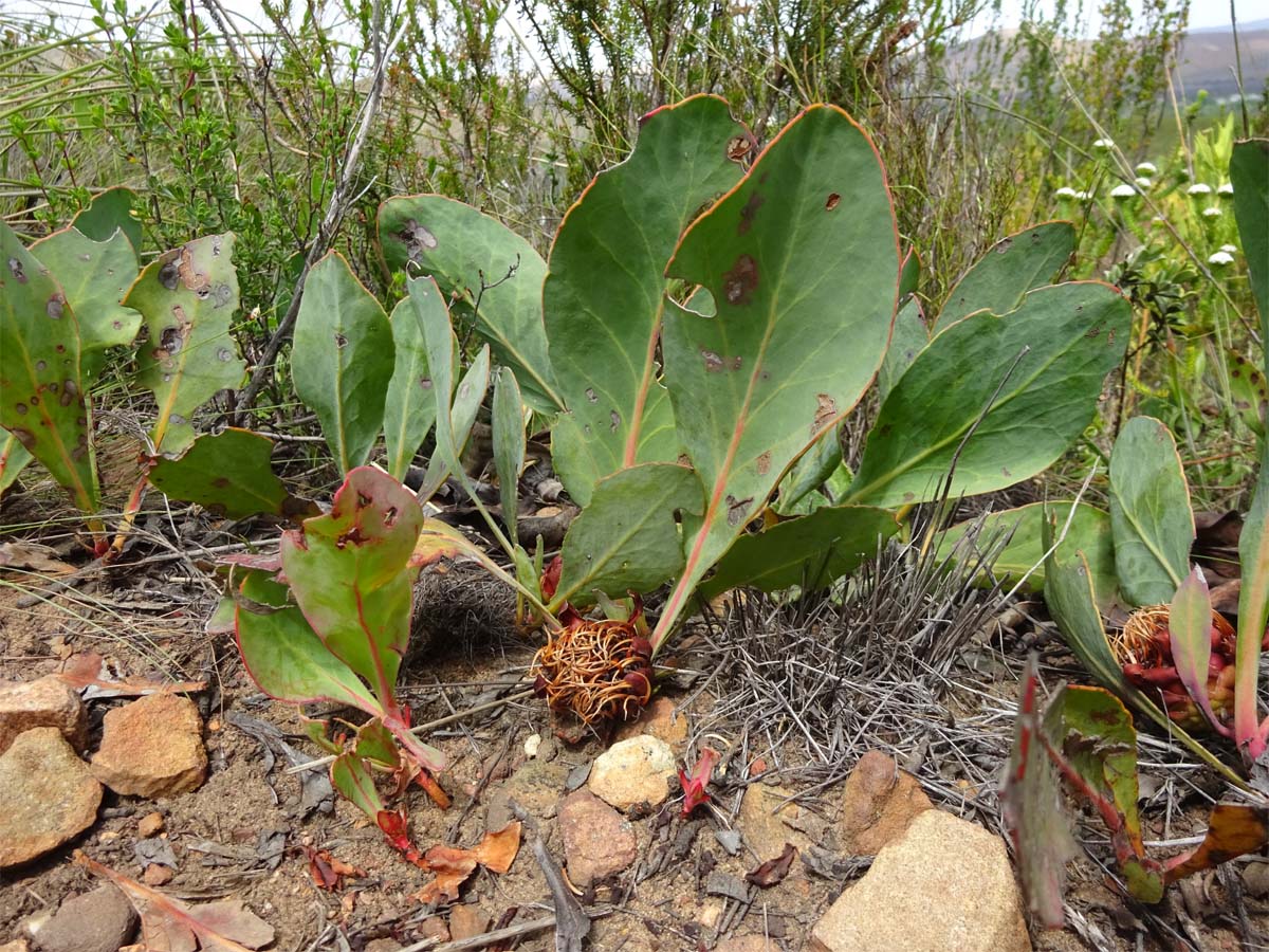 Image of Protea acaulos specimen.