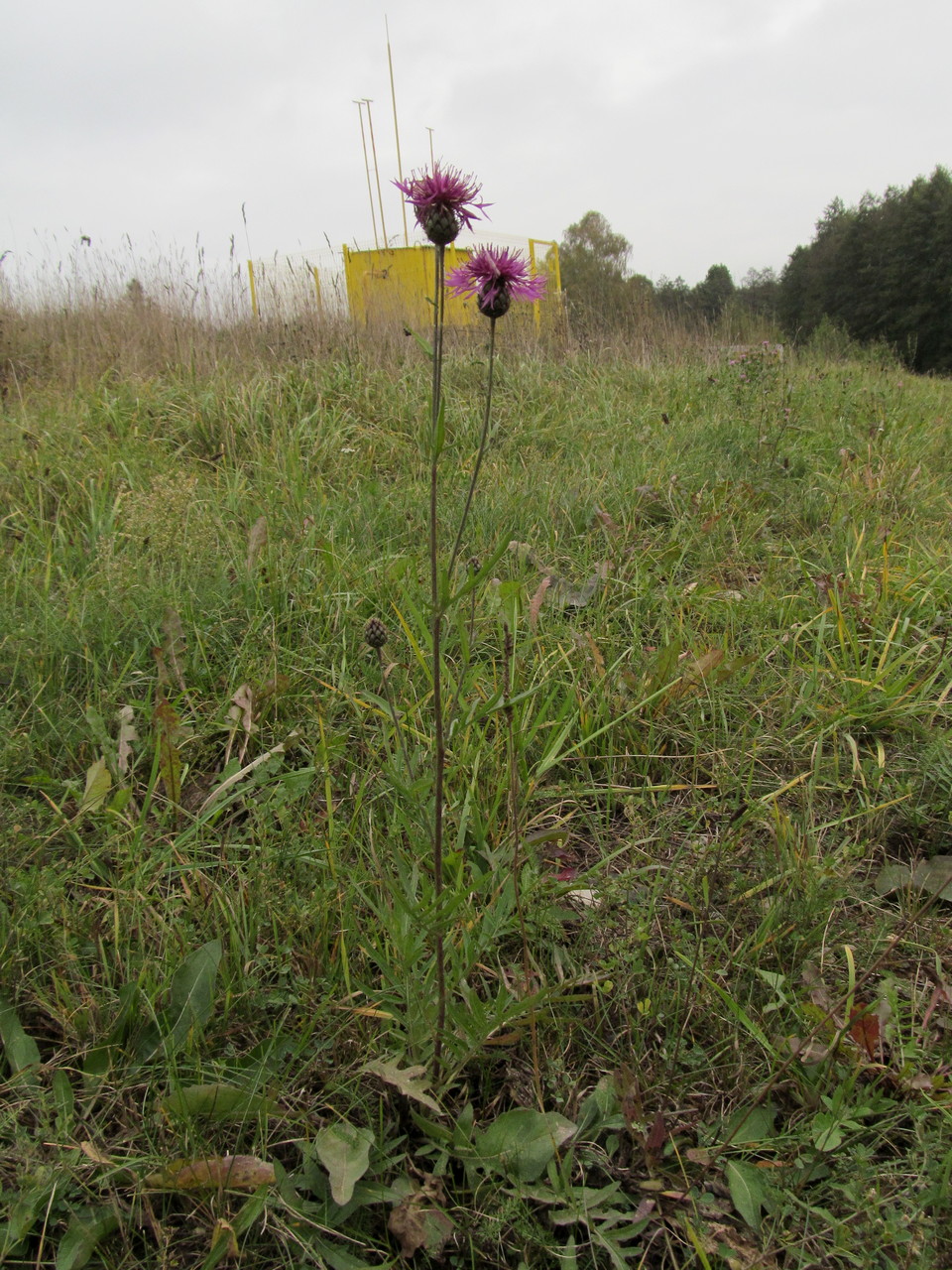 Изображение особи Centaurea scabiosa.