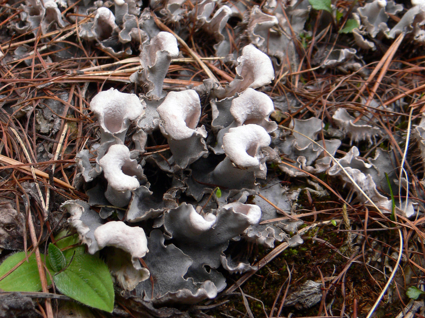 Image of Peltigera rufescens specimen.