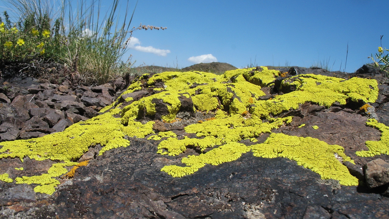 Image of genus Pleopsidium specimen.