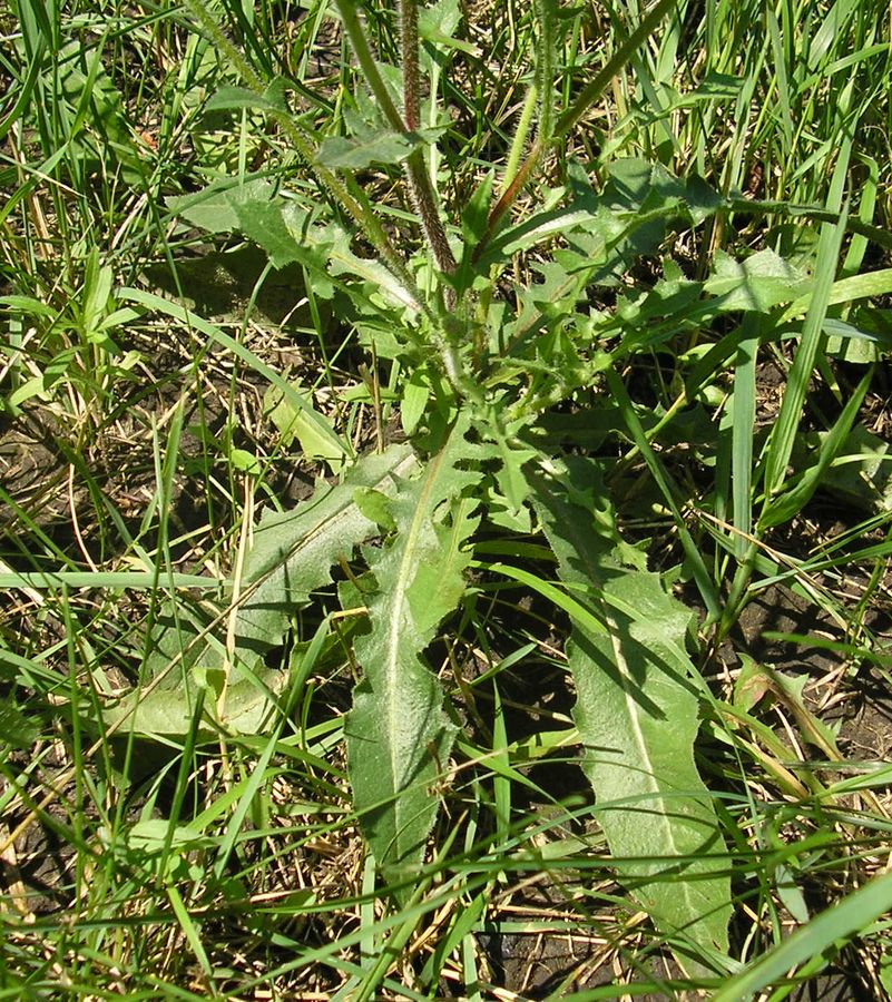 Изображение особи Crepis rhoeadifolia.