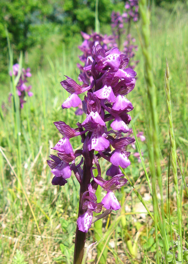 Image of Anacamptis morio ssp. caucasica specimen.