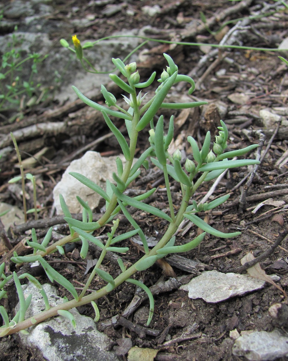 Image of Sedum hispanicum specimen.