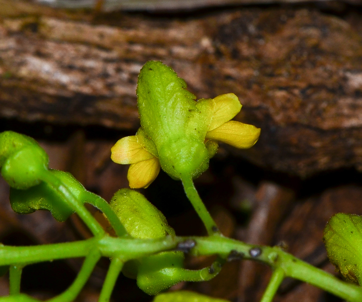 Image of Caesalpinia spinosa specimen.