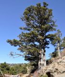 Juniperus foetidissima