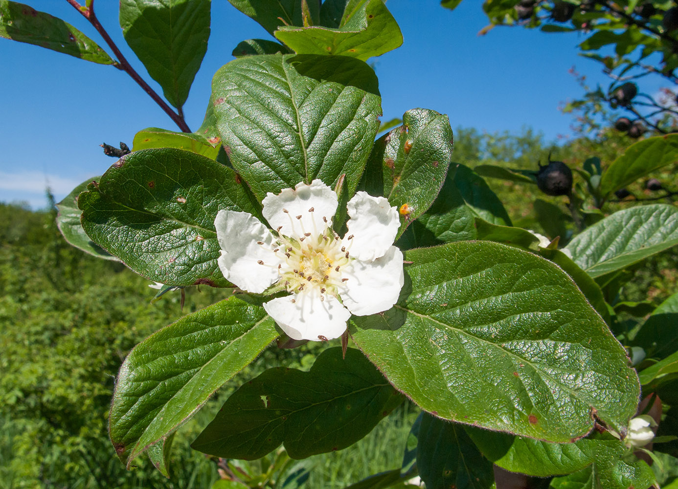 Image of Mespilus germanica specimen.