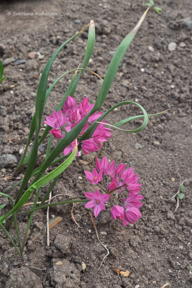 Image of Allium oreophilum specimen.