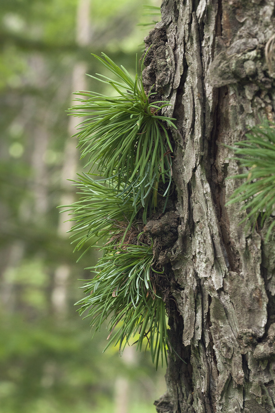 Изображение особи Larix gmelinii.