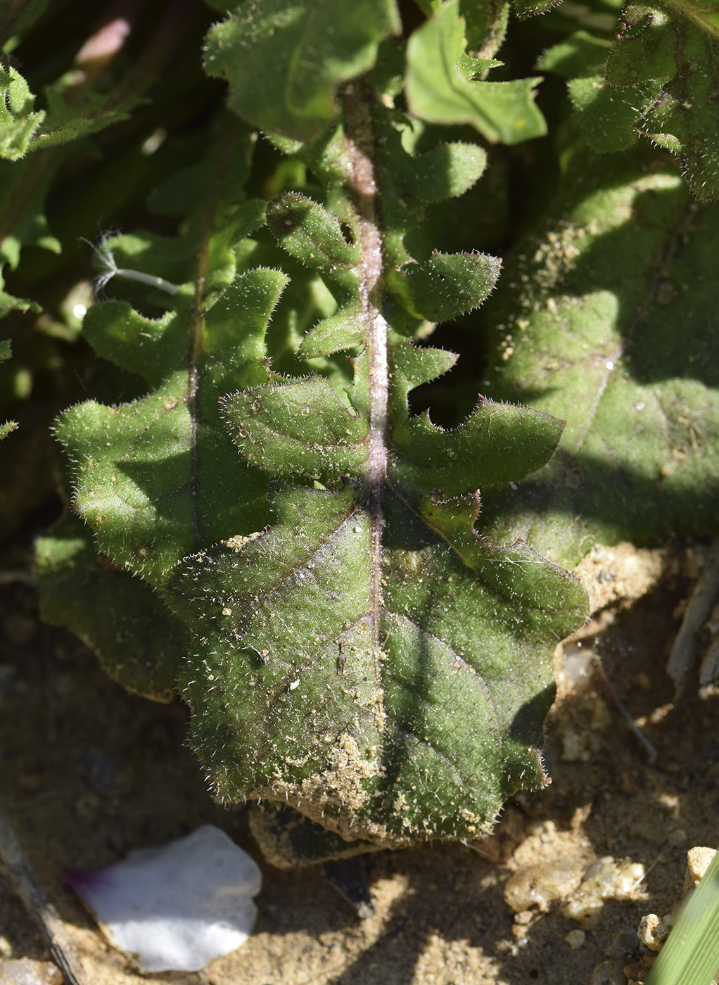 Image of Lagoseris sancta specimen.