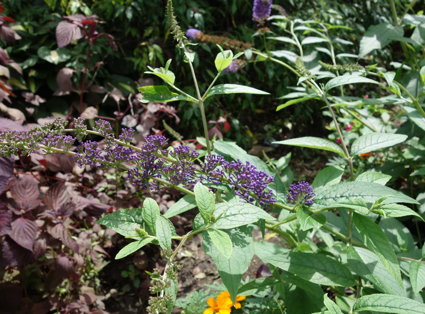 Image of Buddleja davidii specimen.