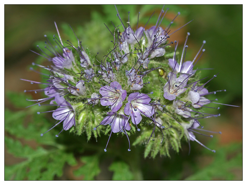 Изображение особи Phacelia tanacetifolia.