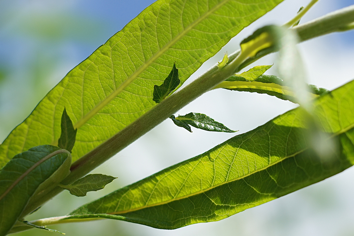 Image of Salix gmelinii specimen.