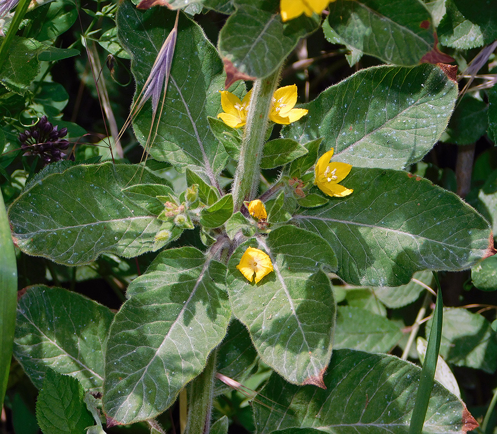 Image of Lysimachia verticillaris specimen.