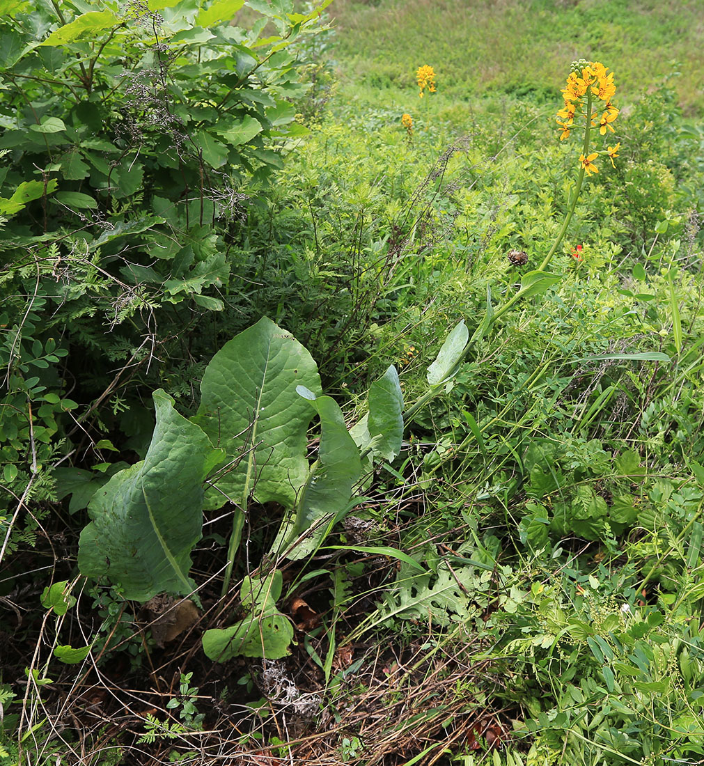 Image of Ligularia schmidtii specimen.