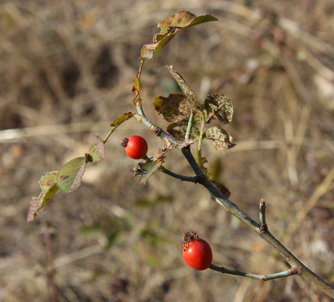 Изображение особи Rosa pygmaea.