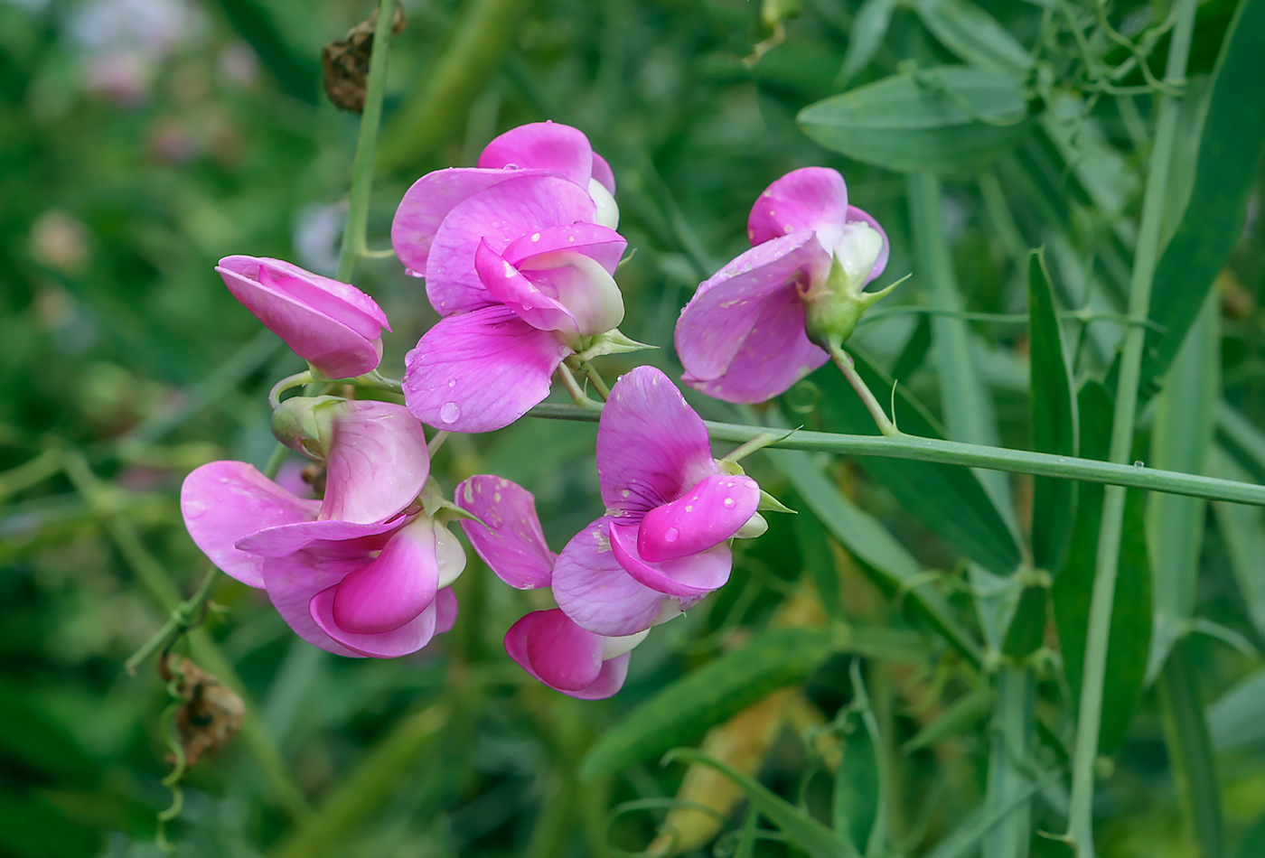 Изображение особи Lathyrus latifolius.