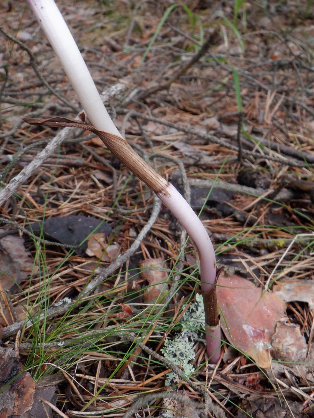 Image of Epipactis helleborine specimen.