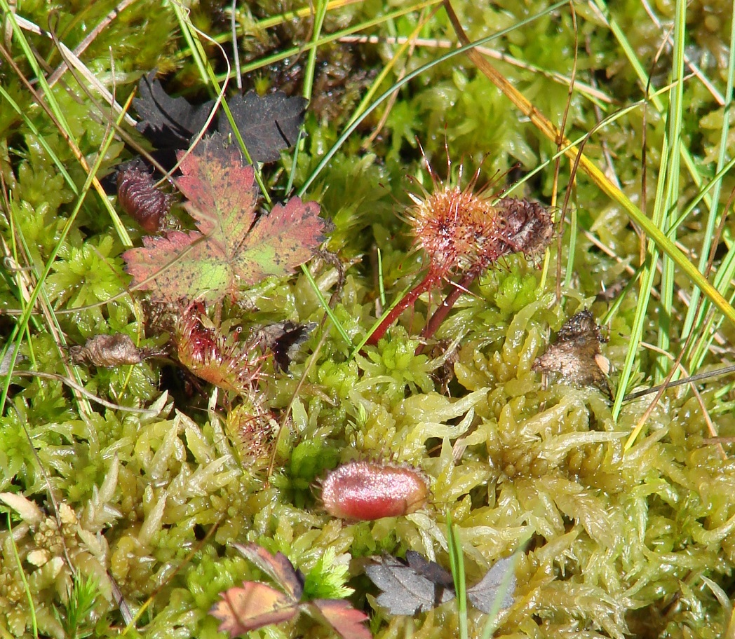 Изображение особи Drosera rotundifolia.